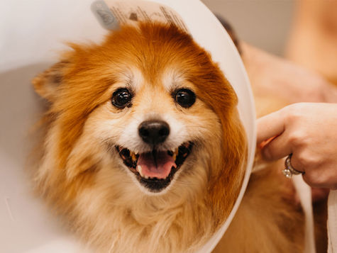 A Pomeranian dog with a UTI is wearing a recovery collar in a hospital setting 