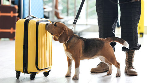 A brown dog with floppy ears travels with their owner and sniffs a yellow suitcase.