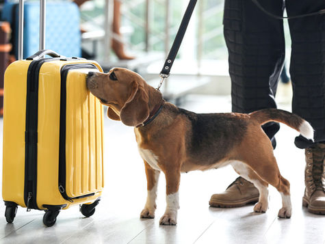 A brown dog with floppy ears travels with their owner and sniffs a yellow suitcase.