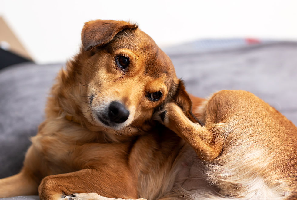 Dog irritated by hot spots on skin