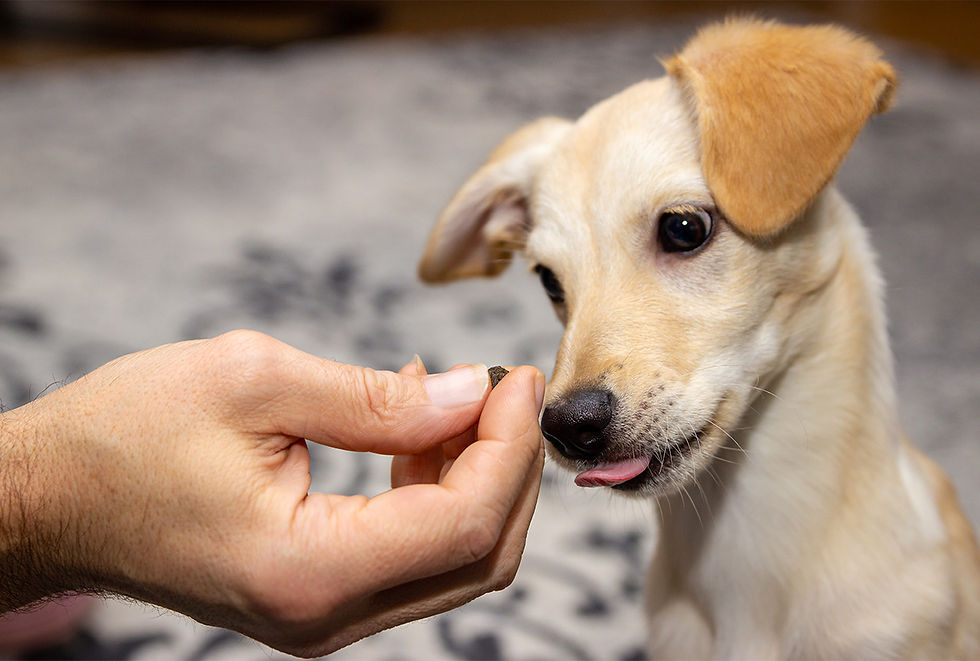 A blond puppy looks at a piece of kibble held by a person's hand.
