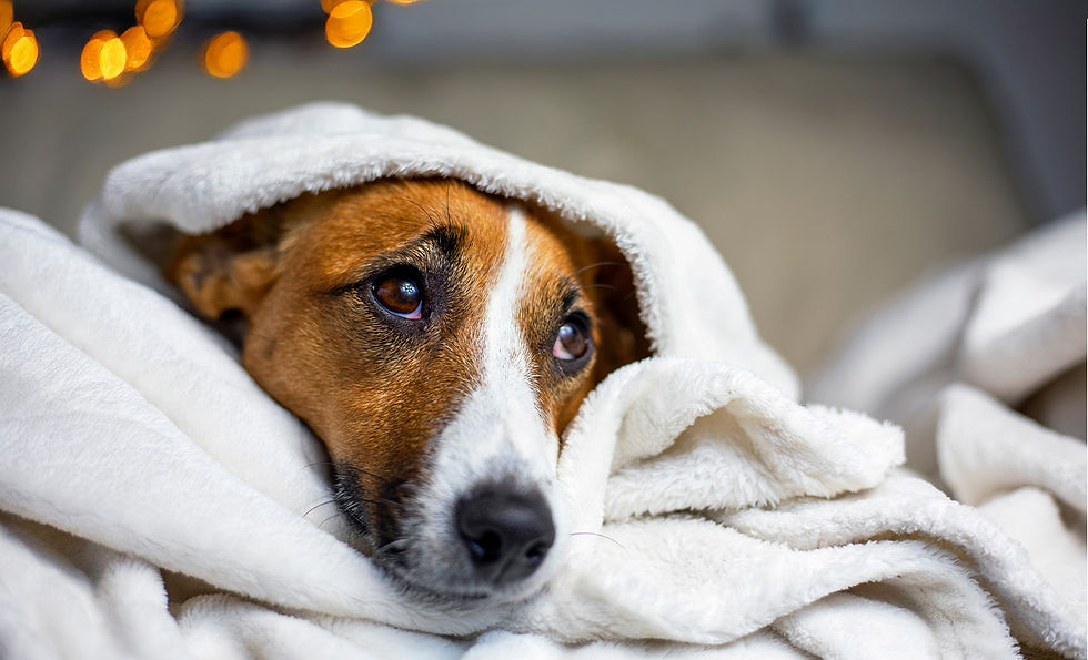 A dog lays in a white blanket with just its face peeking out. 
