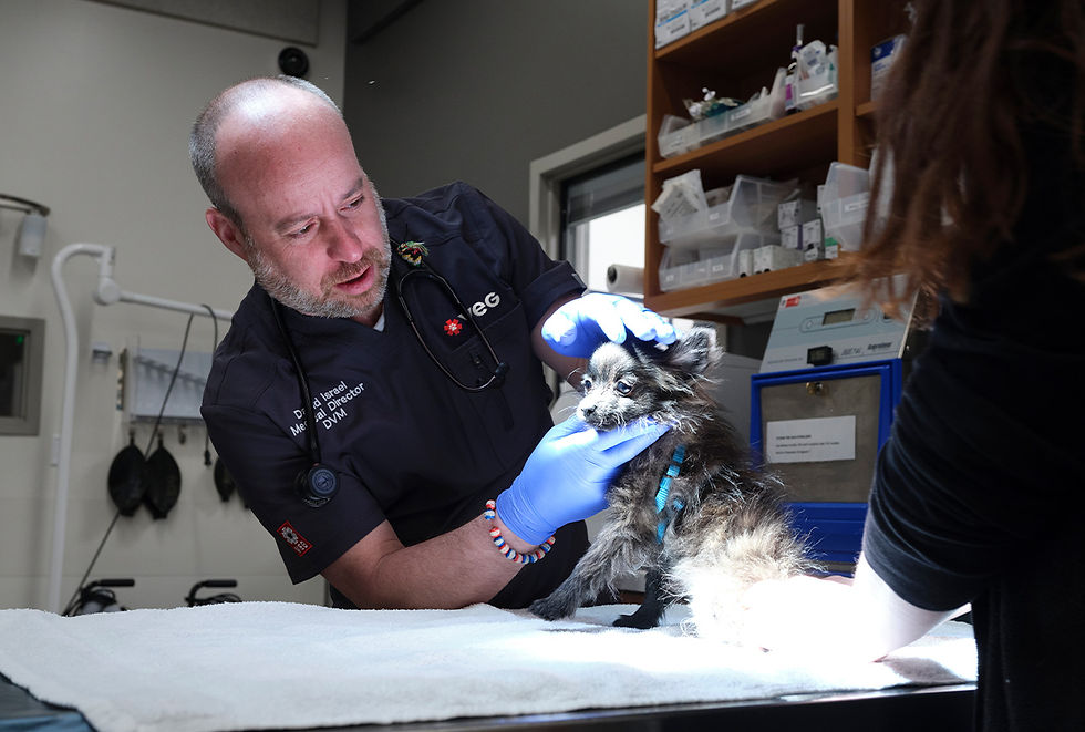A vet examines a small black dog.