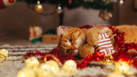 A cat lays on a rug surrounded by holiday decor.