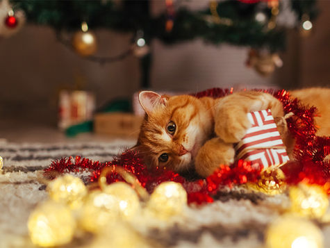 A cat lays on a rug surrounded by holiday decor.
