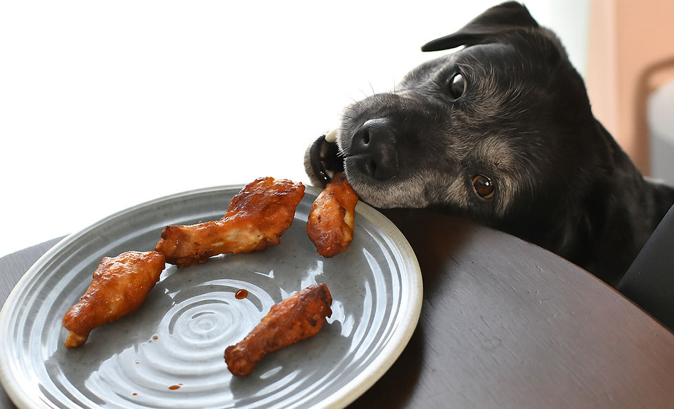 A black dog with floppy ears takes a bite of a chicken leg on a plate.