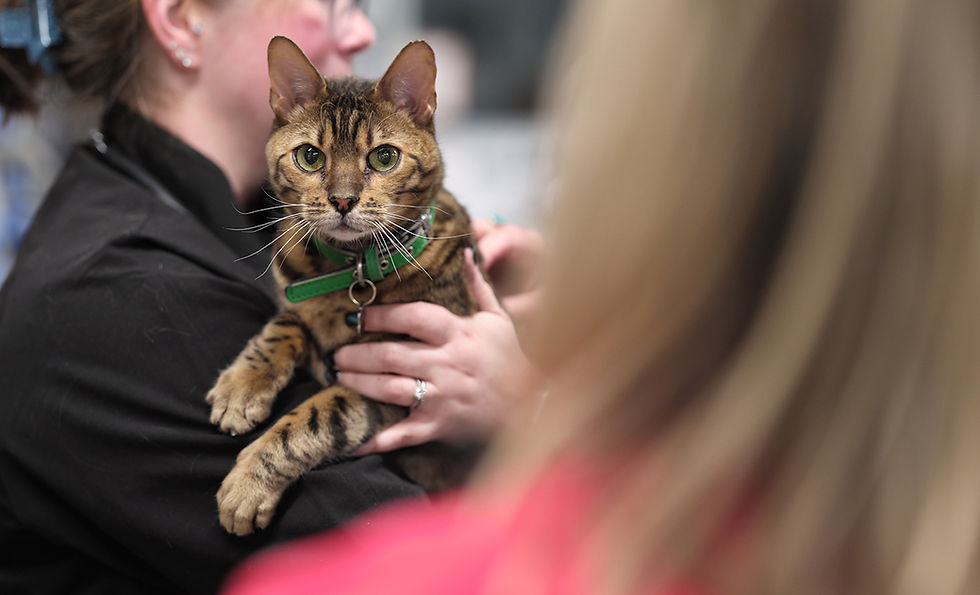 A striped brown tabby cat is held by a veterinarian. 