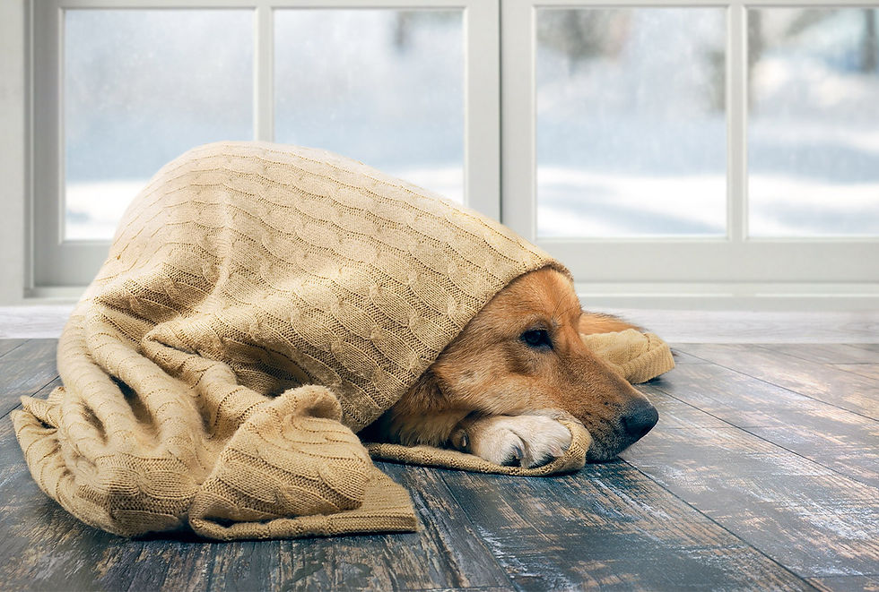 An orange dog that may be in shock rests under a blanket with its nose and paws sticking out