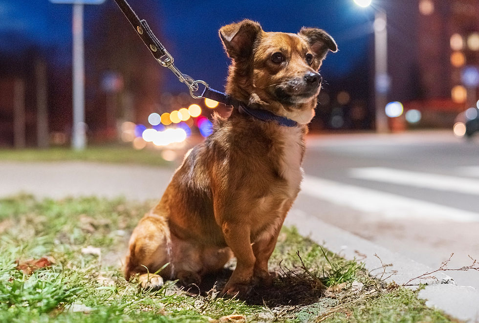 A red dog on a leash sits on the grass near a street at night.