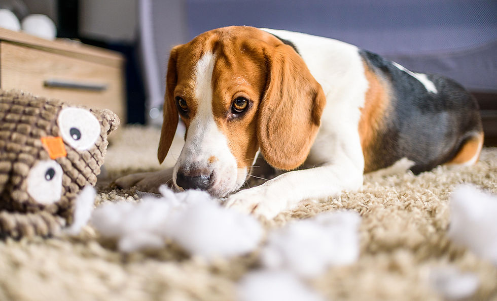 A beagle dog tears up a stuffed toy and lays on the floor looking guilty with white stuffing around the dog.