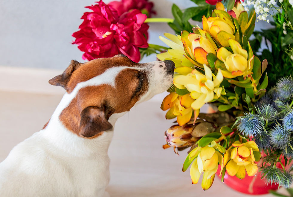 A small brown and white dog with floppy ears sniffs a bouquet of flowers.