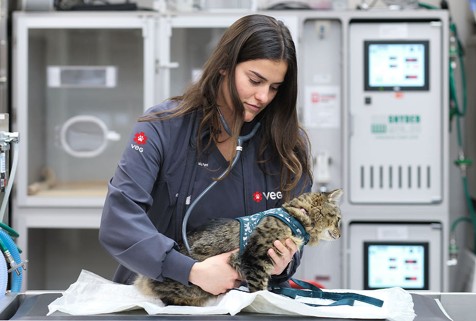 A vet listens to a cat's heartbeat on a medical table.