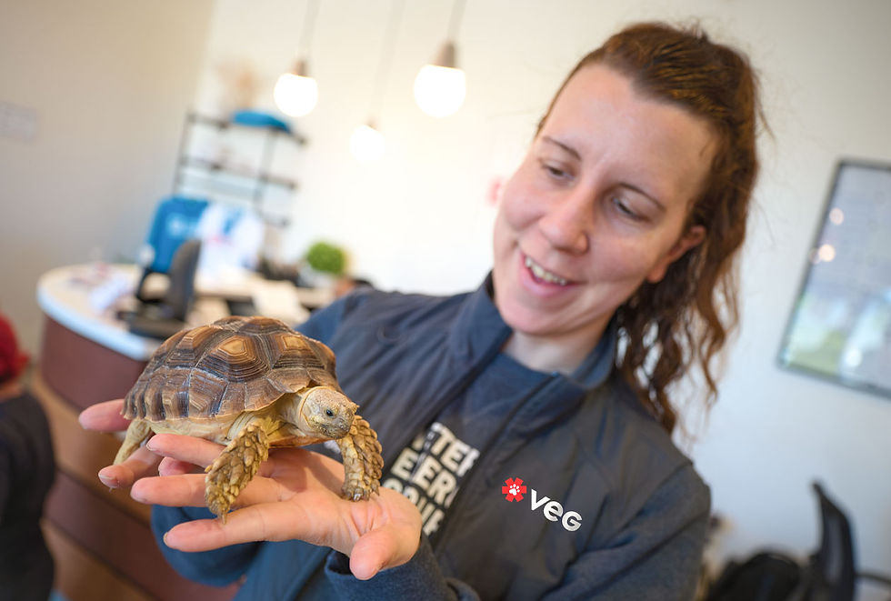 A tortoise is held by a vet at VEG ER for Pets.