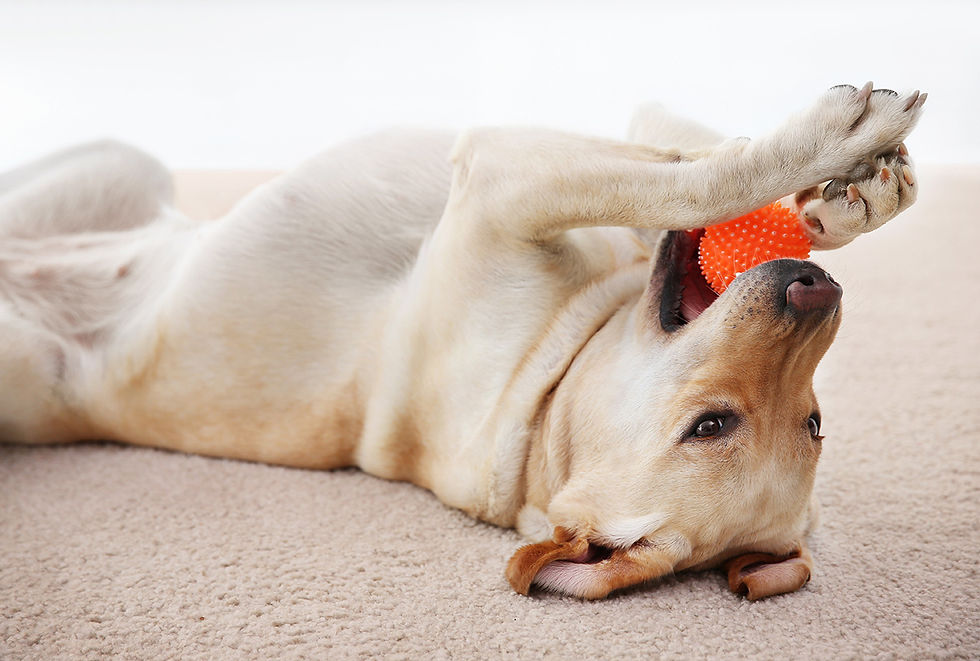 A white dog lays on its back on a carpet pawing at an orange ball in its mouth.