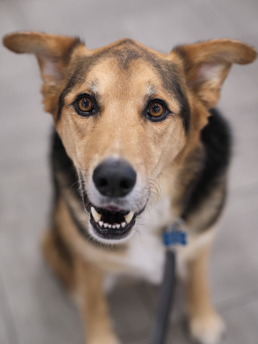 A dog on a leash looks up at the camera and bares its teeth. 