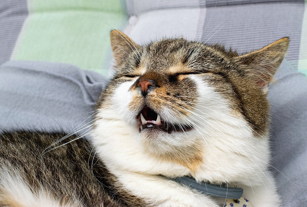 A white and gray tabby cat bares its teeth