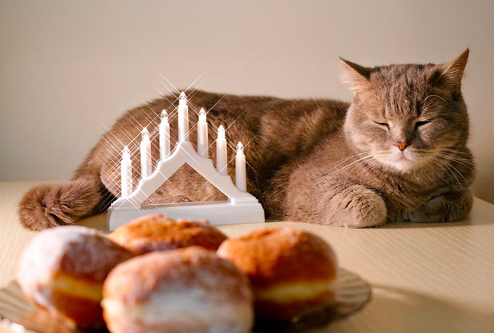 A cat sits by a lighted menorah and a dish of sweet holiday treats.