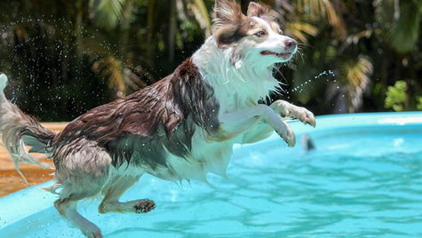 A white and black dog jumps into a swimming pool