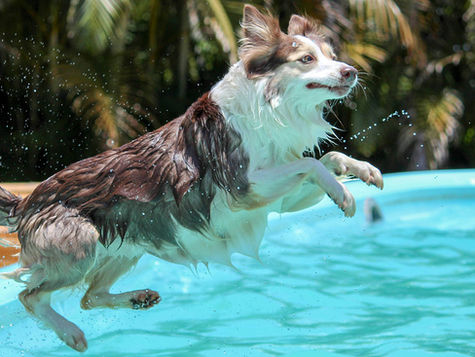 A white and black dog jumps into a swimming pool