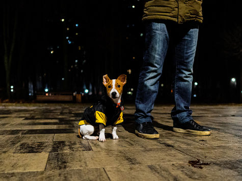 Why is My Dog Peeing So Much? Causes and Emergency Signs