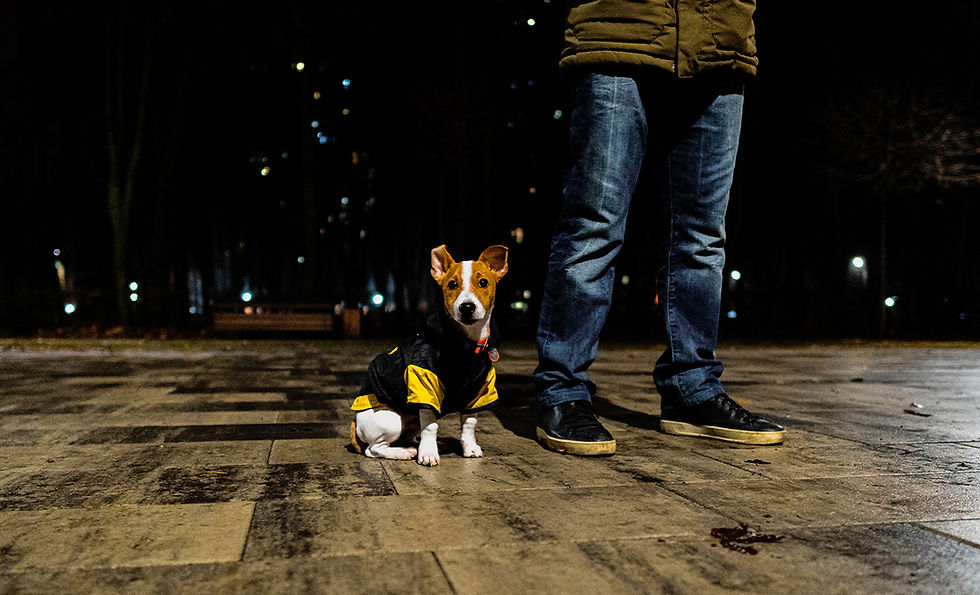 Why is My Dog Peeing So Much? Causes and Emergency Signs