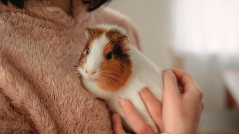 A guinea pig is held by a person and snuggles into their sweater.