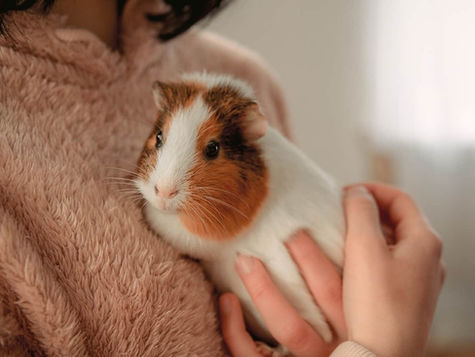 A guinea pig is held by a person and snuggles into their sweater.
