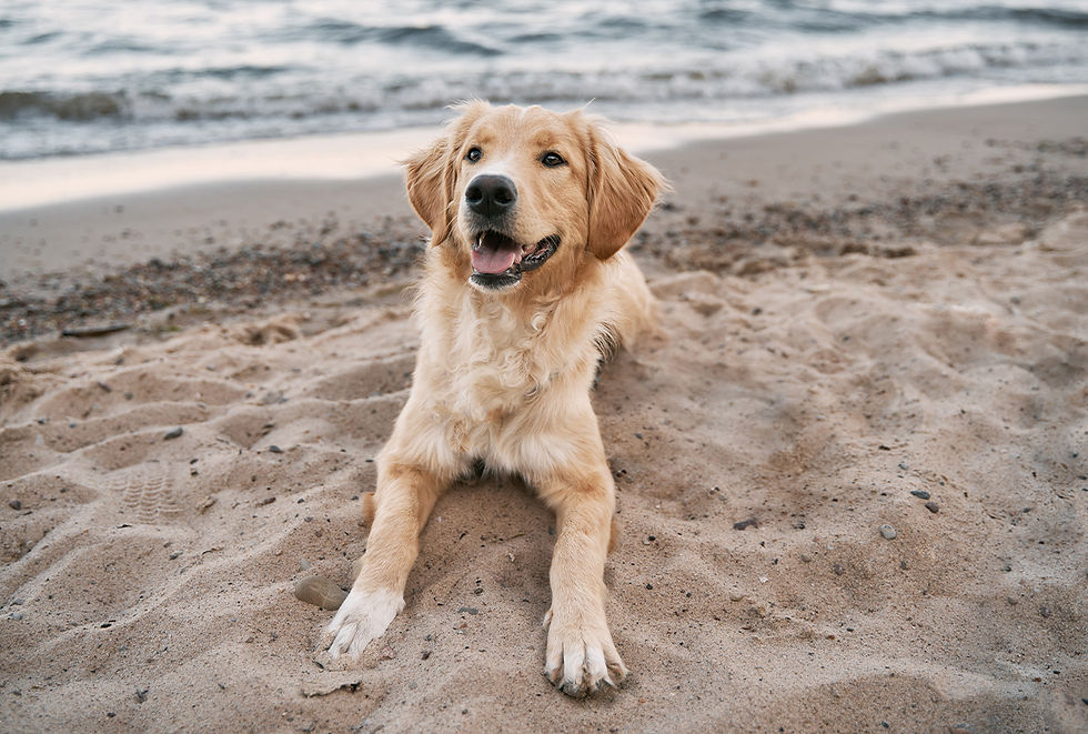 A Golden Retriever puppy lays in the sand next to the ocean water. 