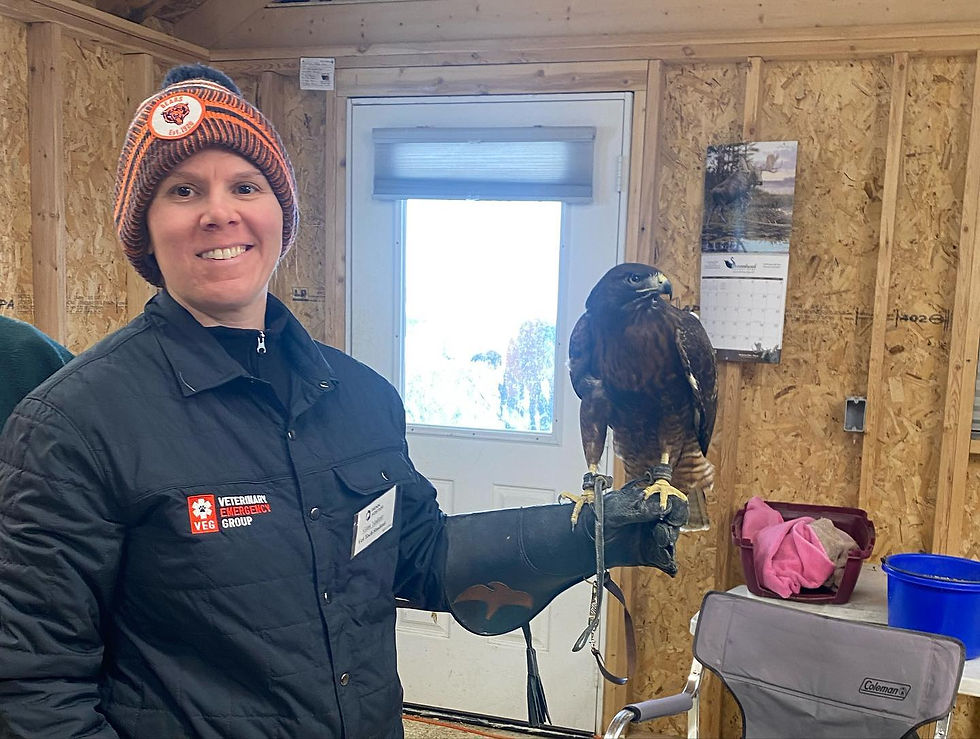 A hawk sits on the arm of a veterinary nurse.