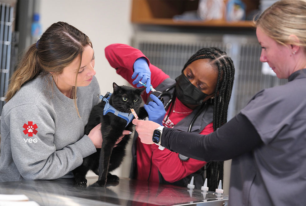 Three vets treat a black cat.