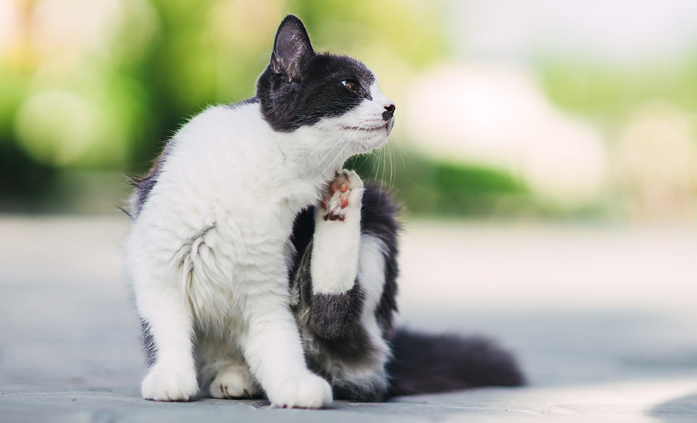 A white and black at scratches its neck with a hind leg. 