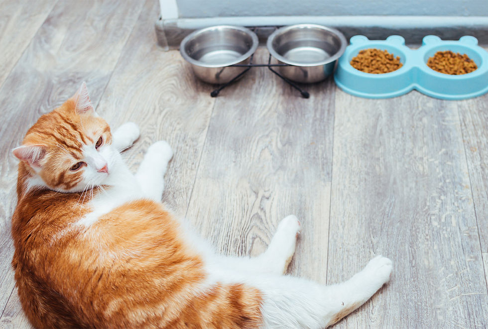 A cat lays on a kitchen floor next to food and water bowls.