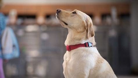 A white dog with a red collar sits near a work bench.