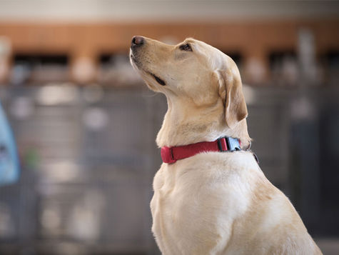 A white dog with a red collar sits near a work bench.