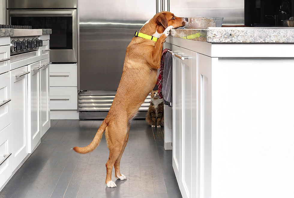 A brown dog with a yellow collar stands on its hind legs to reach a kitchen countertop with a pan on top of it.