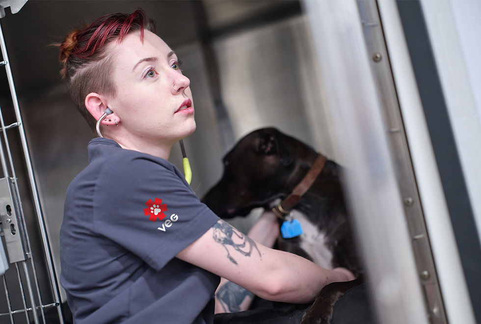 A black dog with a blue dog tag is held for a body scan by a vet hospital employee at VEG ER for Pets.