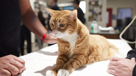 An orange cat with a broken tail lays on an exam table at VEG ER for Pets animal hospital.