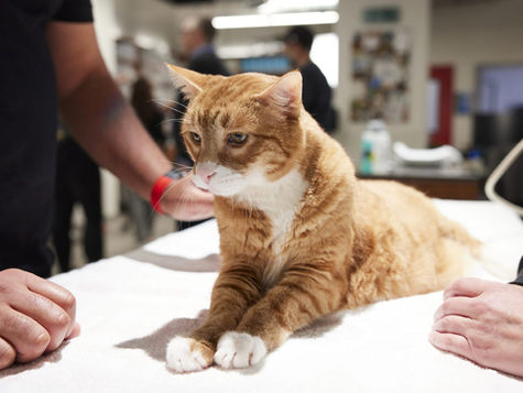 An orange cat with a broken tail lays on an exam table at VEG ER for Pets animal hospital.