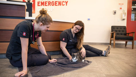 Two members of a veterinarian staff sit on the vet hospital floor with a cat sitting on a blanket.