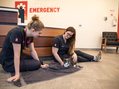Two members of a veterinarian staff sit on the vet hospital floor with a cat sitting on a blanket.