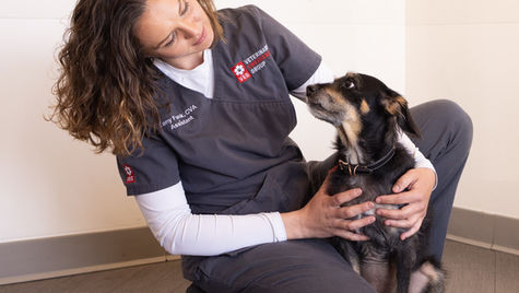 A small black dog is held by a veterinarian 