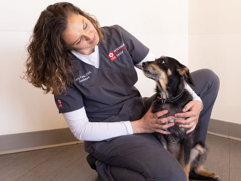 A small black dog is held by a veterinarian 