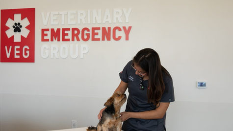 A black dog is sitting and being pet by a veterinary staff member wearing scrubs.