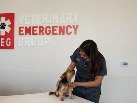 A black dog is sitting and being pet by a veterinary staff member wearing scrubs.