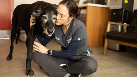 An older dog with signs of dementia is hugged by a veterinarian sitting cross-legged on the floor. 