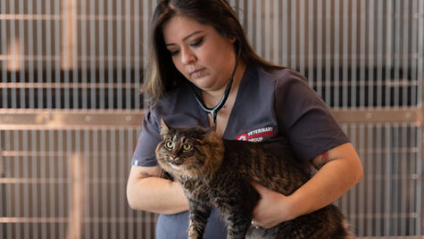 A veterinarian at VEG holds a brown and black cat in a hospital setting.