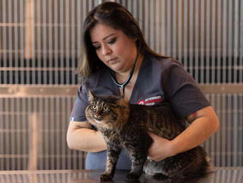 A veterinarian at VEG holds a brown and black cat in a hospital setting.