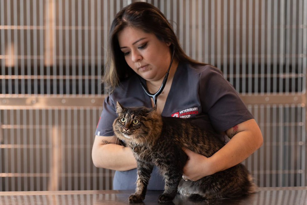 A veterinarian holds a black and brown furry cat who is standing on an exam table in a vet hospital.
