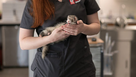 My Ferret is Acting Weak – What’s Going On?