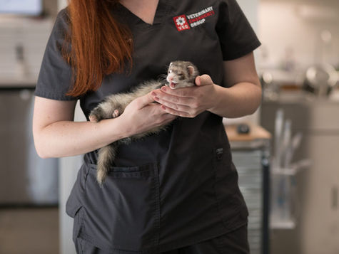 My Ferret is Acting Weak – What’s Going On?